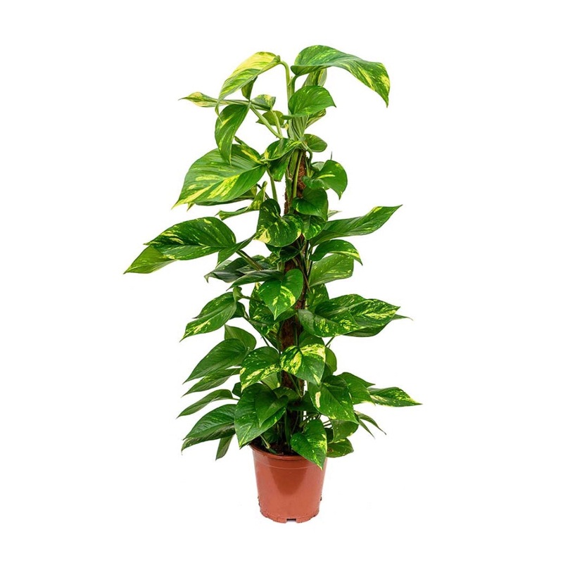 Epipremnum Aureum – Golden Pothos, 19cm Pot