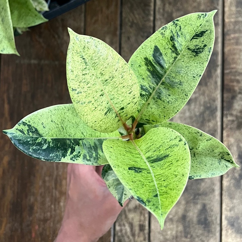Ficus Shivereana – Rubber Plant, 9cm Pot – RARE PLANT!