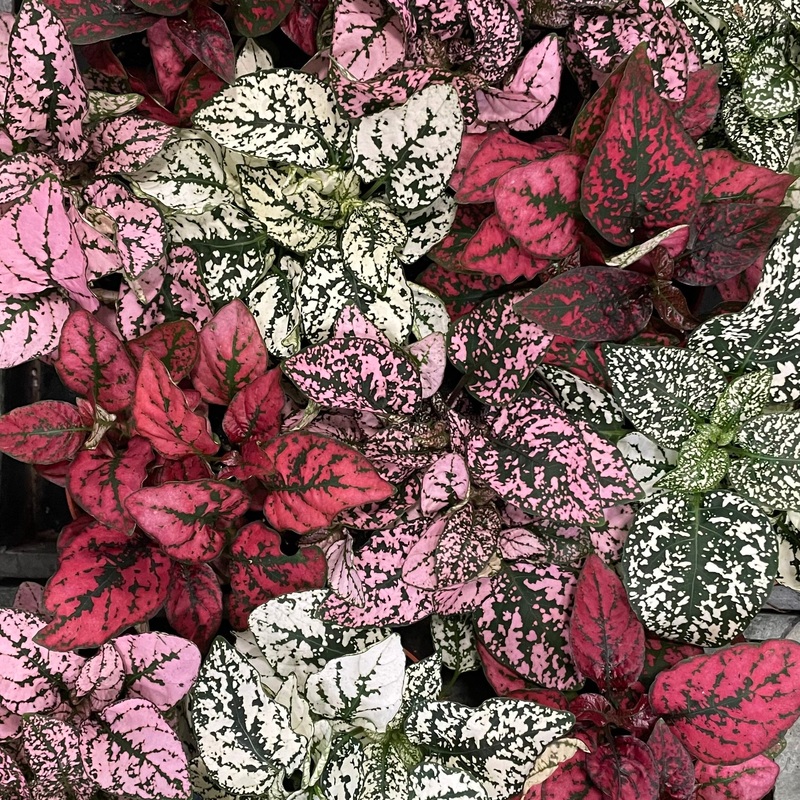 Hypoestes – Polka Dot Plant, 8cm Pot