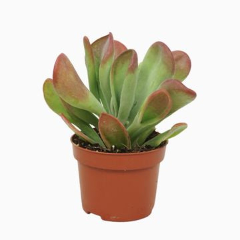Kalanchoe Oricula – Puddle Plant, 12cm Pot