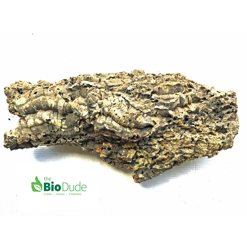 Large *Show Grade* Cork Bark Flat 24 – 32