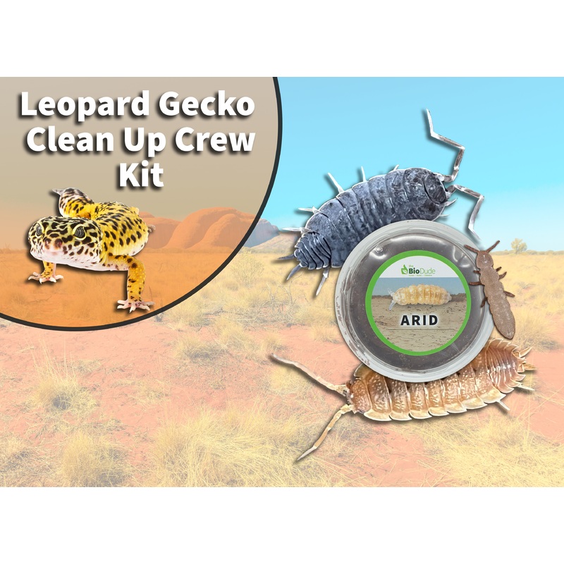 Leopard Gecko Clean Up Crew Pack  FREE SHIPPING