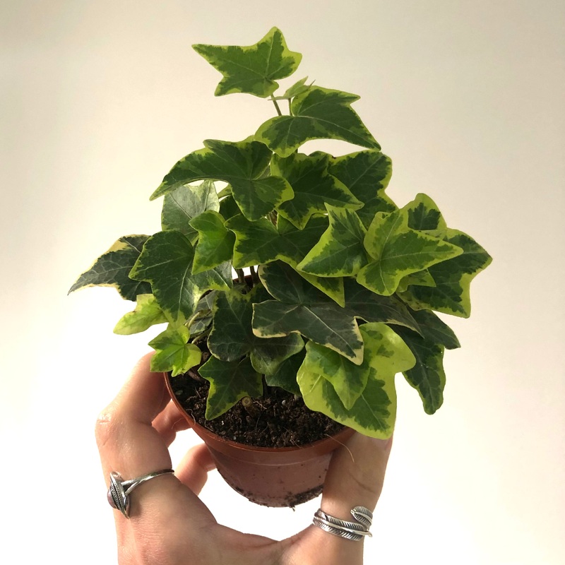 Mini Hedera Helix – Ivy- 8cm Pot