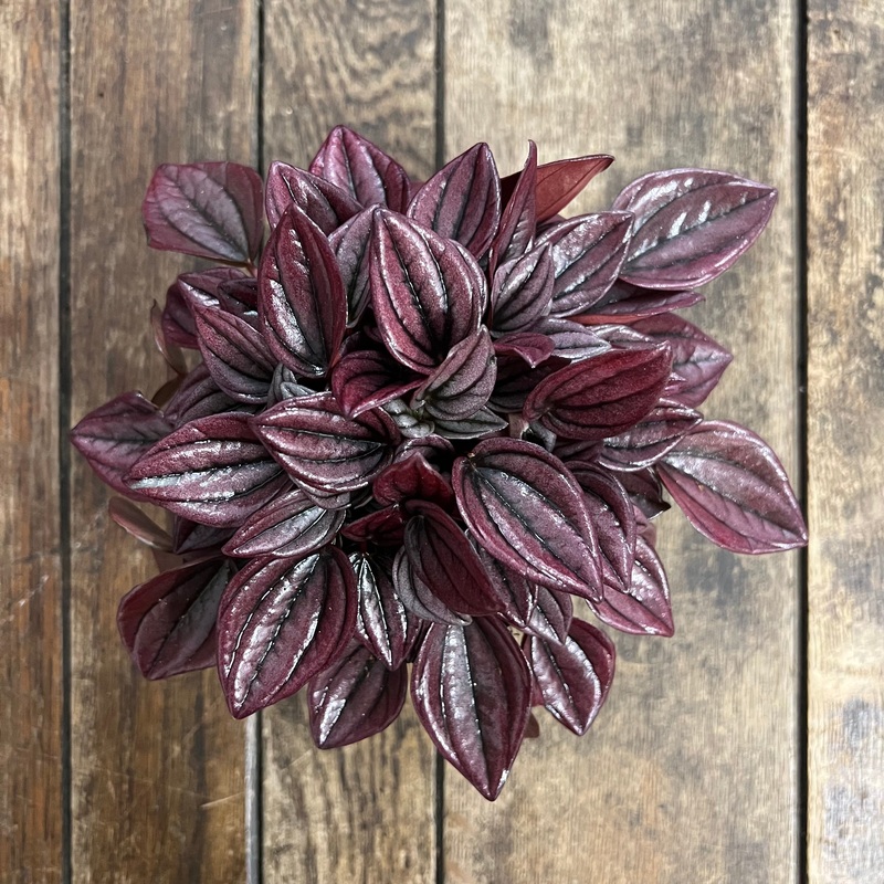 Peperomia Cayenne, 11cm Pot