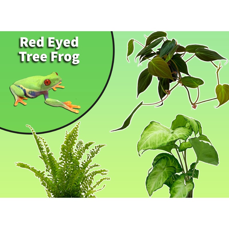 Red-Eyed Tree Frog Starter Plant Pack