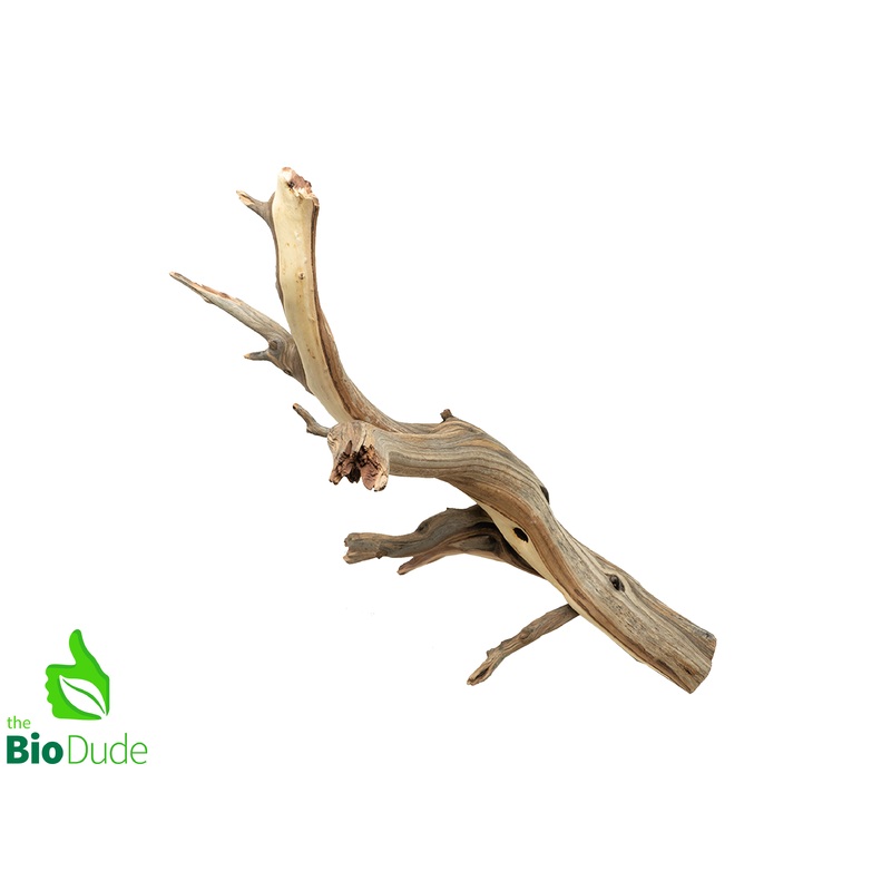 Sandblasted Ghostwood Manzanita Branch