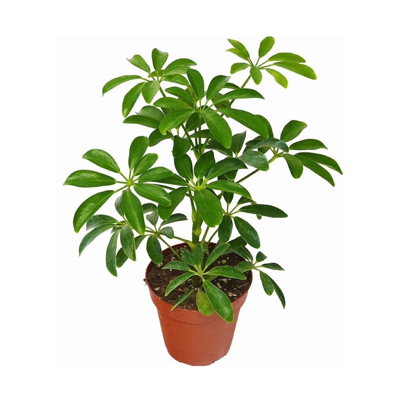 Schefflera Arboricola Nora – Umbrella Tree, 13cm Pot