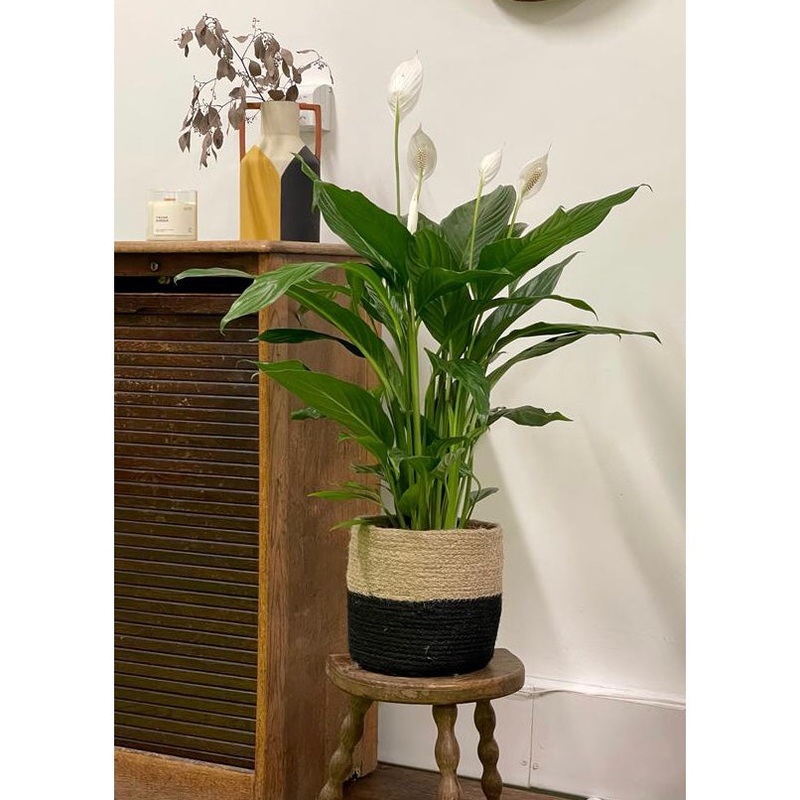 Spathiphyllum – Peace Lily, 17cm Pot