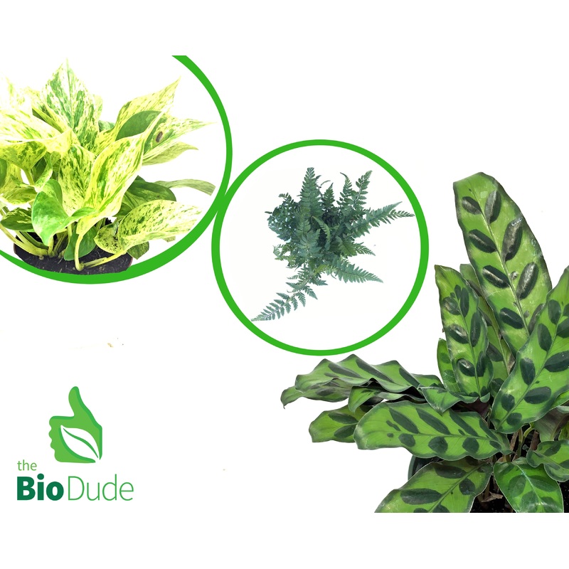 Terra Aranea Tropical Basic Plant Kit