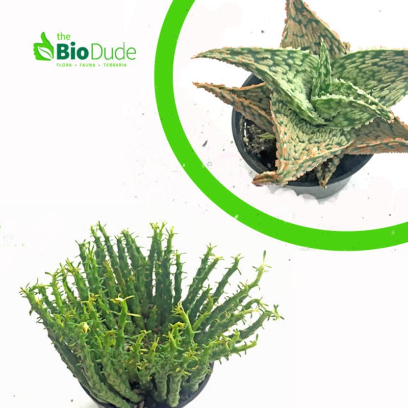 Terra Sahara Basic Plant Kit|10 gallon|20 gallon|29 gallon|40 breeder|55 gallon|12 x 12 x 18|18 x 18 x 18