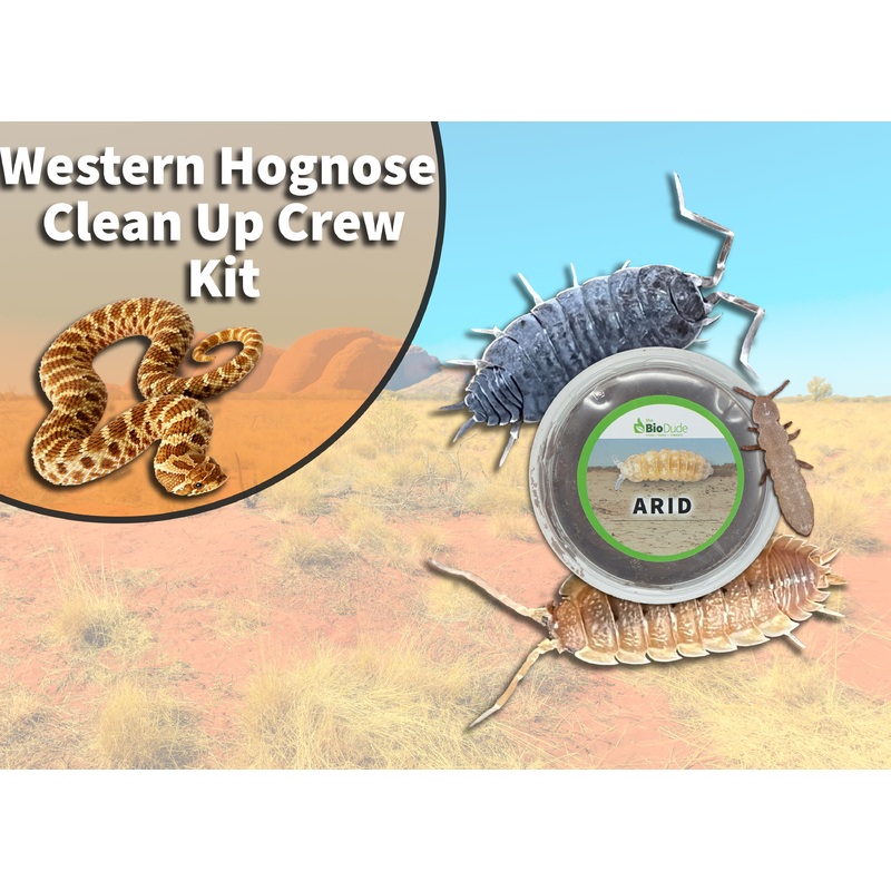 Western Hognose Snake Clean Up Crew Pack  FREE SHIPPING