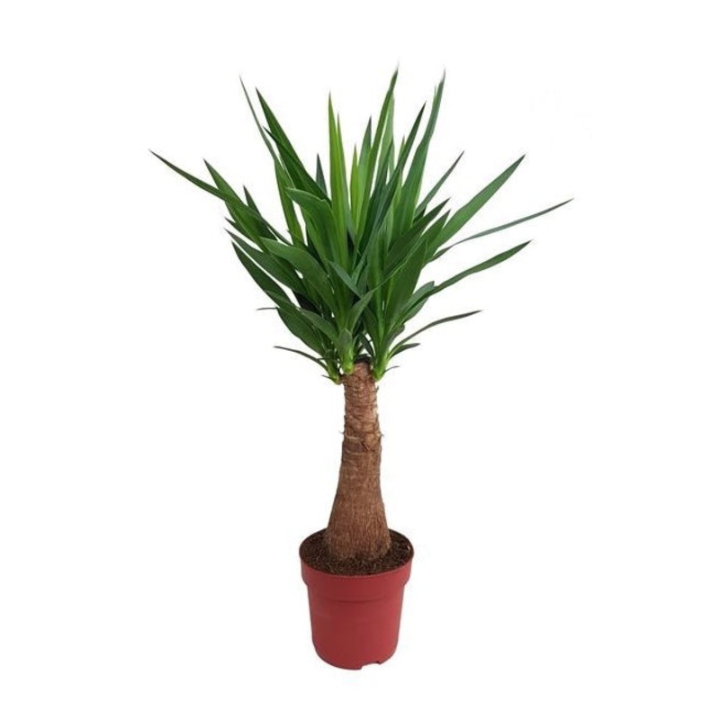 Yucca, 19cm Pot