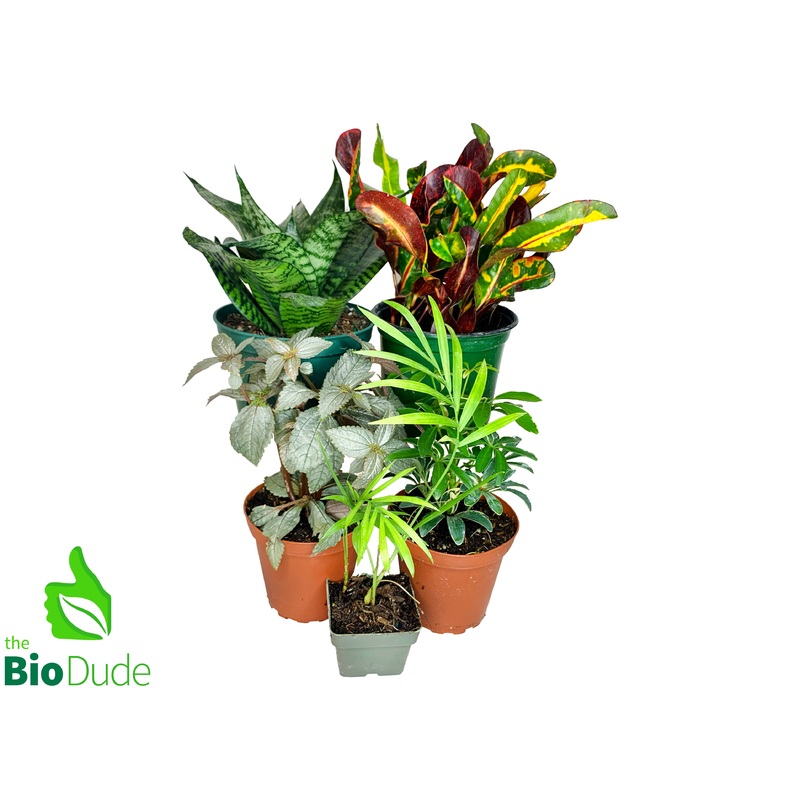Ball Python Plant Pack V2