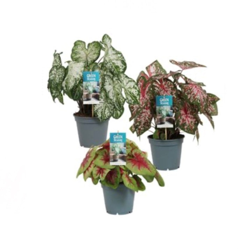 Caladium mix, 12cm Pot