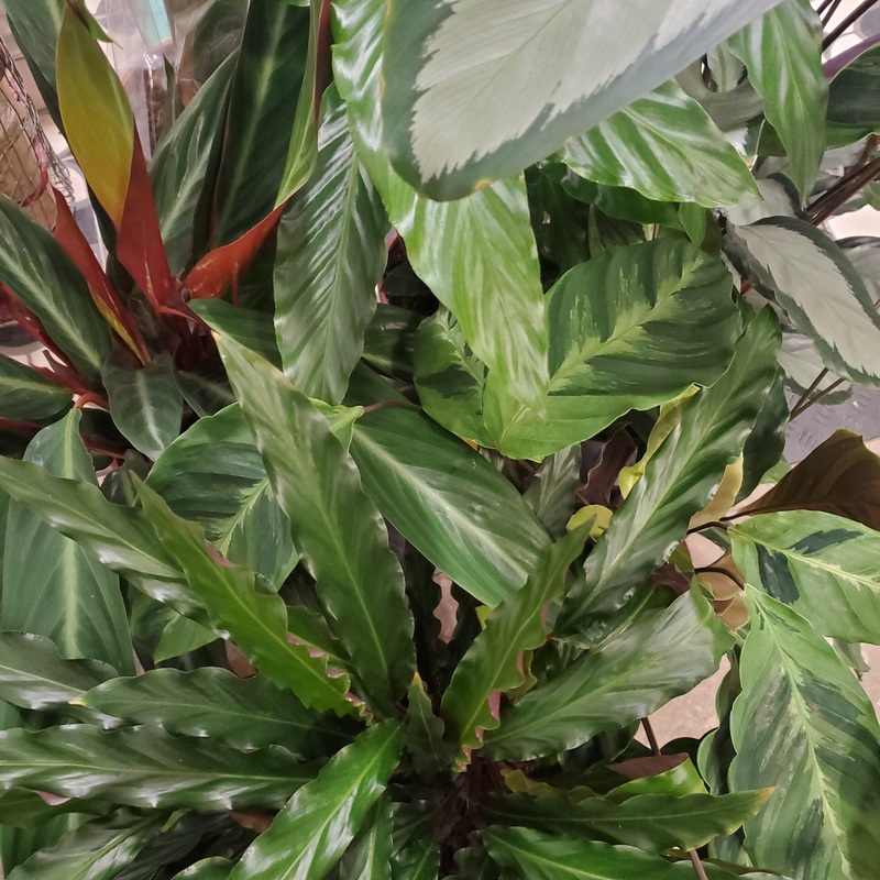 Calathea mix, 17cm pot.