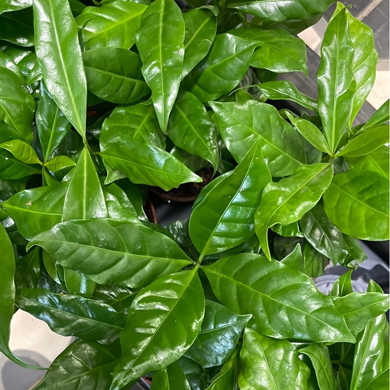Coffea arabica – Arabica coffee, 12cm pot.
