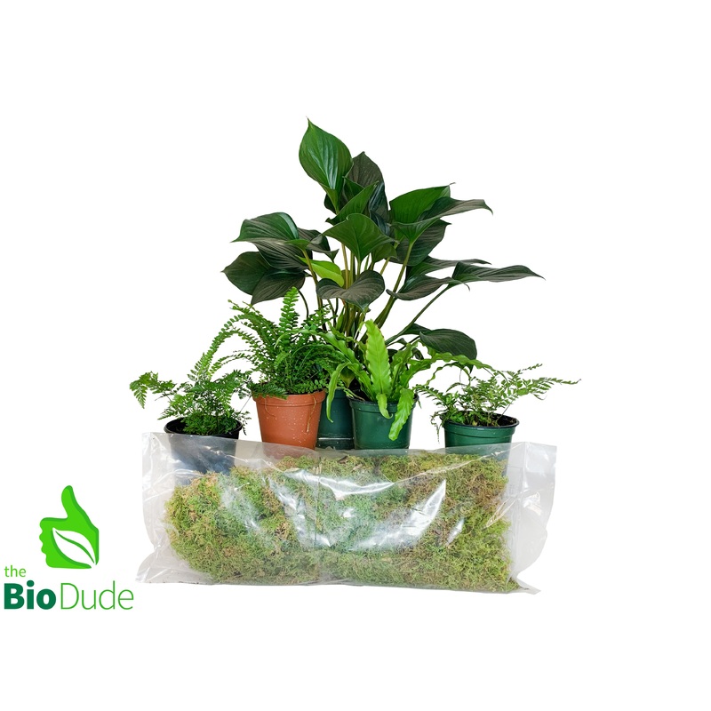 Corn Snake Plant Pack V2