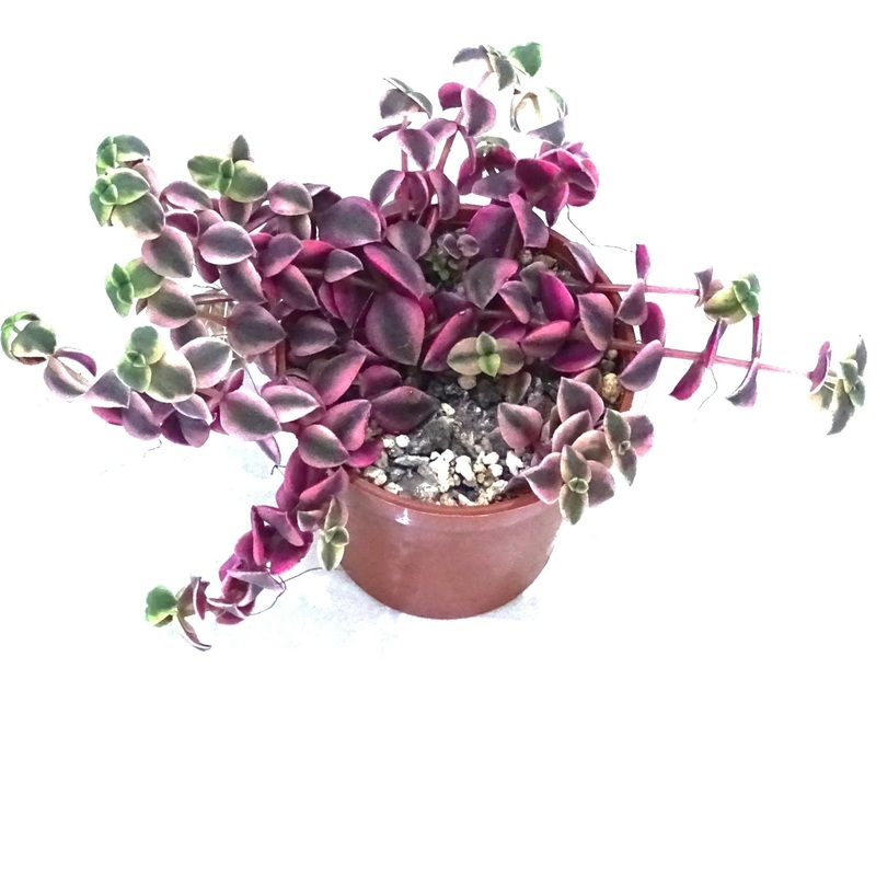 Crassula marginalis, 11cm Pot
