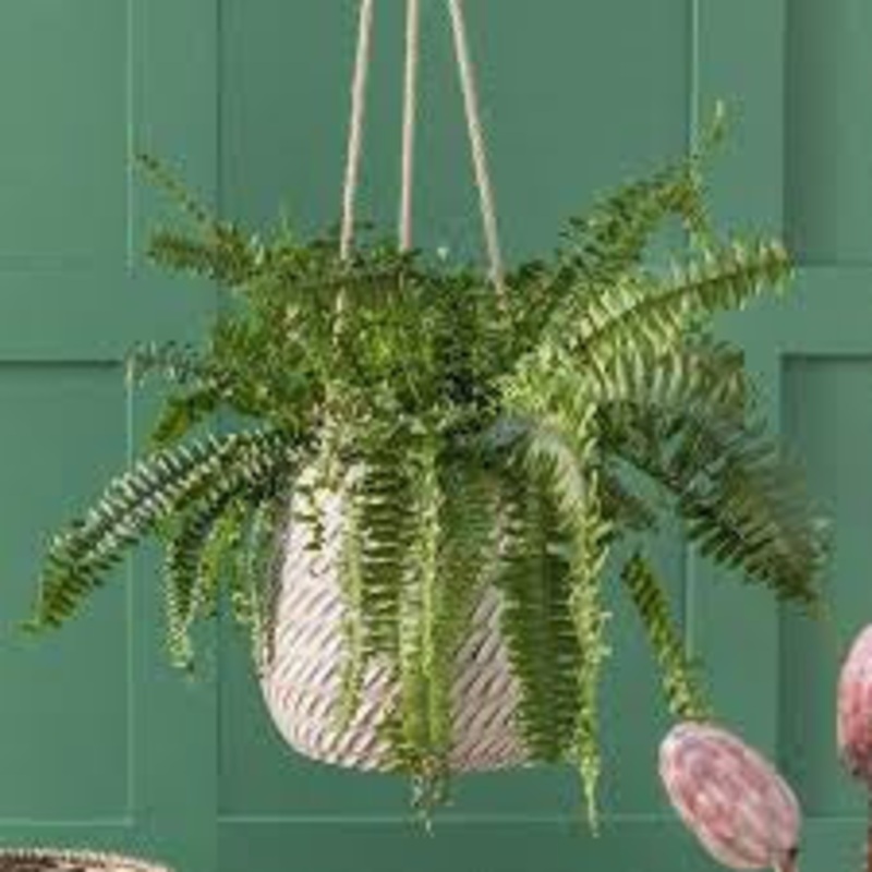 Hanging Bramdean Pot