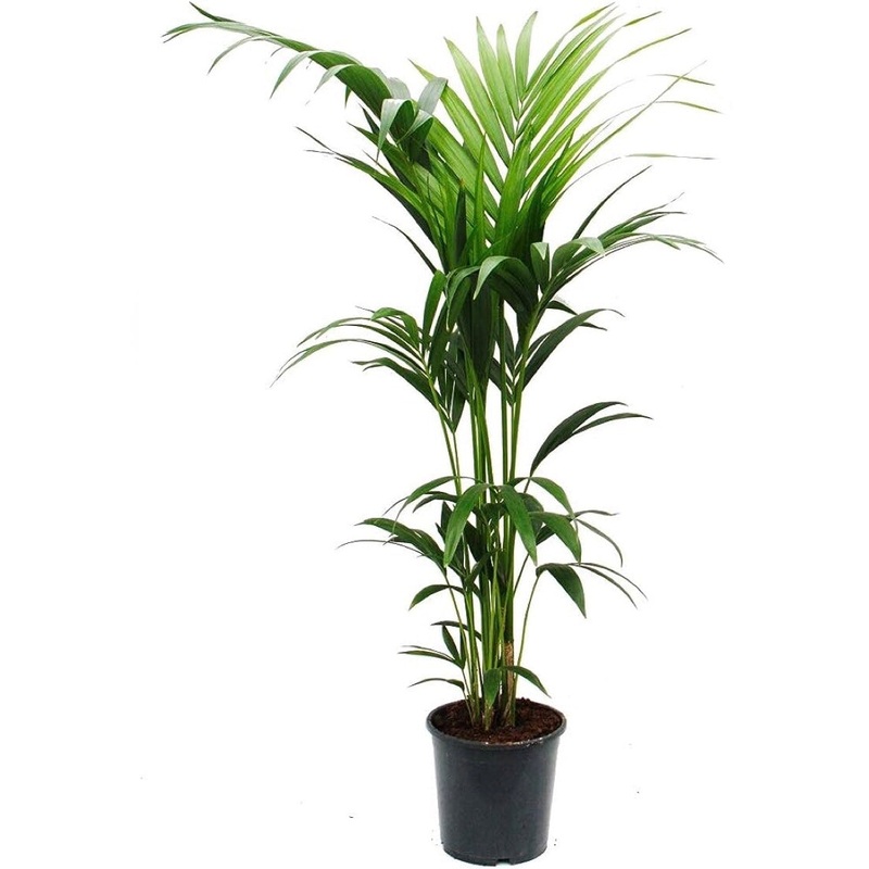 Howea Forsteriana – Kentia Palm, 24cm Pot
