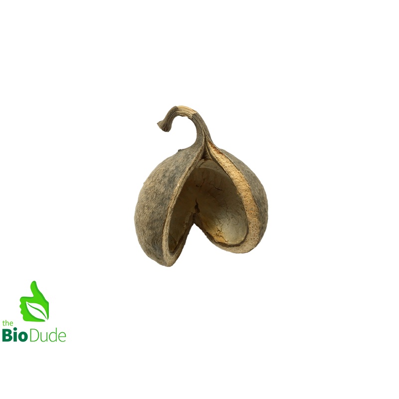 Large Nut Pod