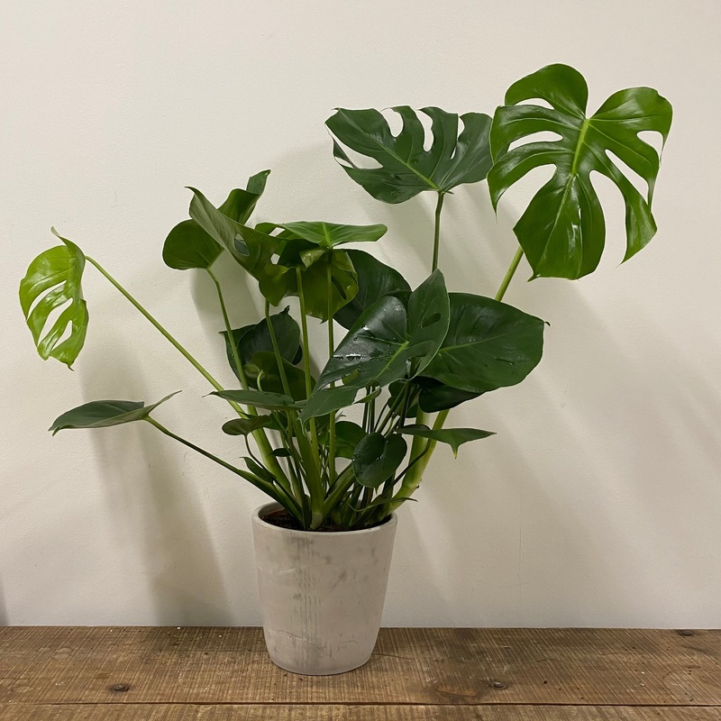 Monstera deliciosa – Swiss cheese plant, 19cm pot.