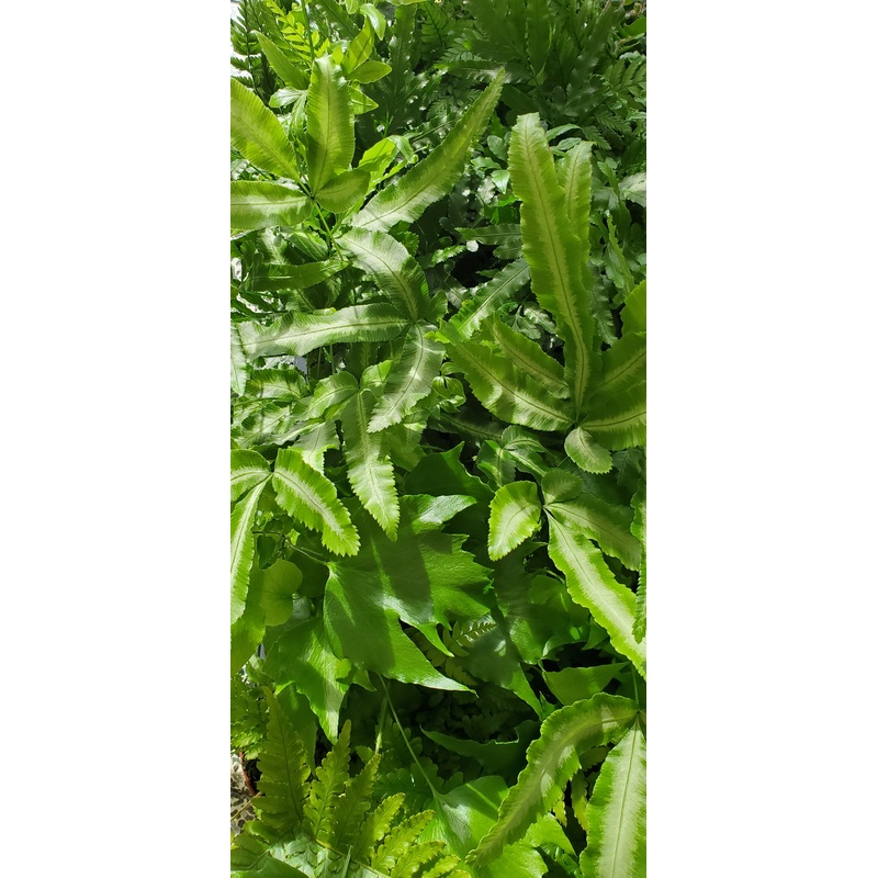 Small Fern mix, 8.5cm Pot