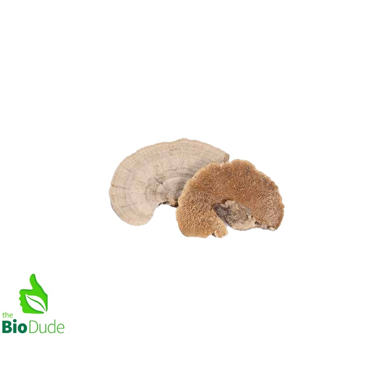 Sponge Mushroom 1 piece