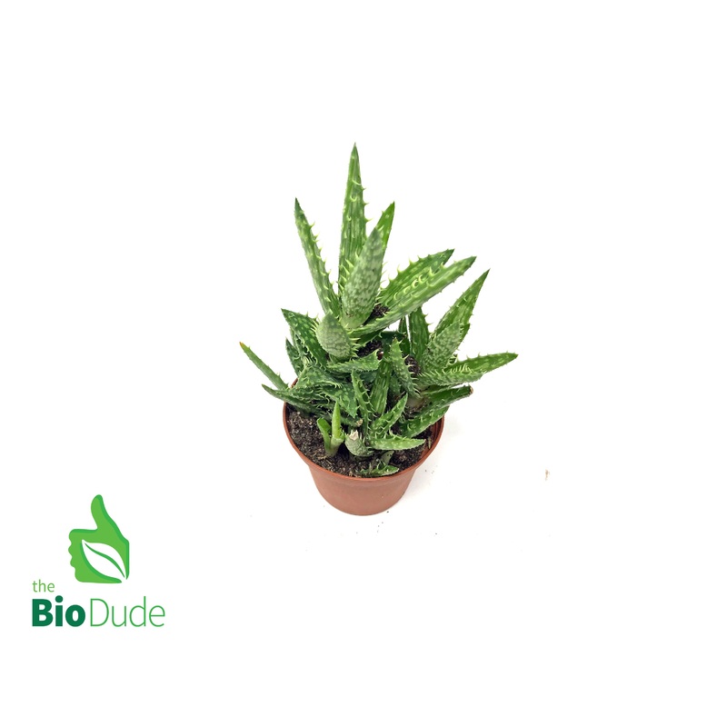 3 Pot Aloe Tiger Tooth