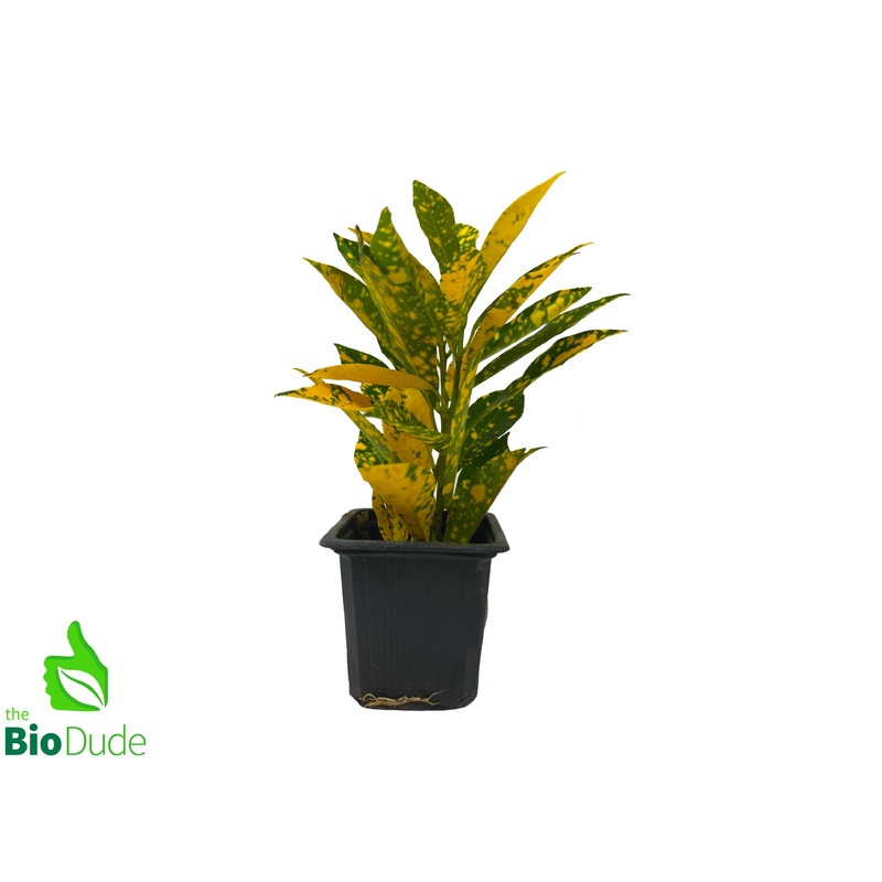 3 Pot Croton Gold Dust