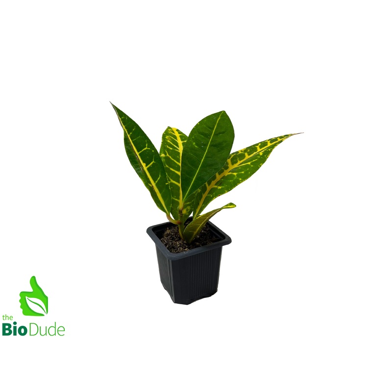 3 Pot Croton Petra