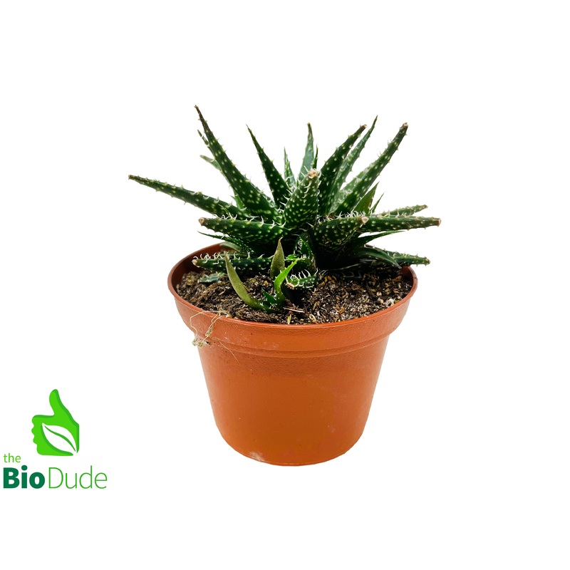 3 Pot Haworthia Leaved Aloe