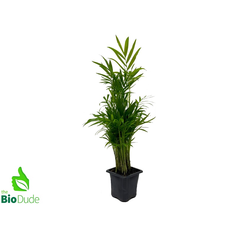 3 Pot Neanthe Bella Palm