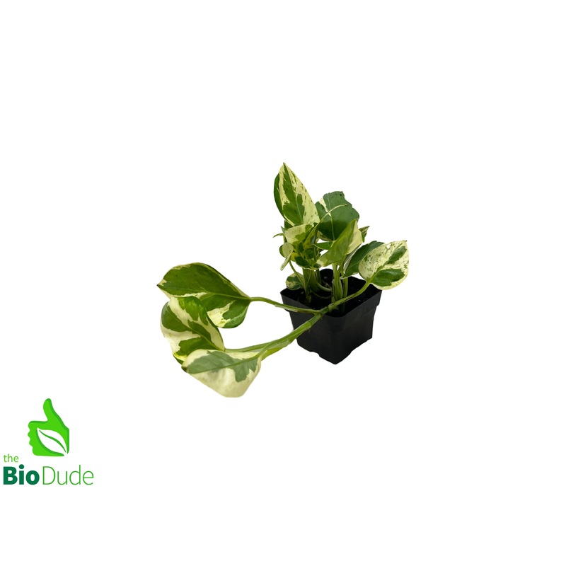 3 Pot Pothos-N Joy