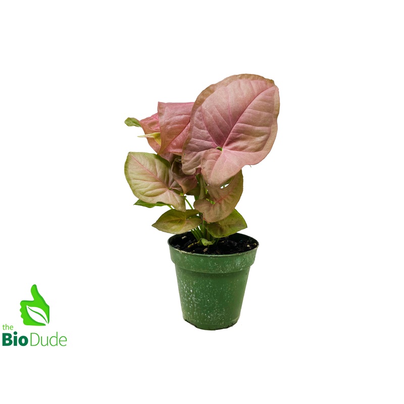 4 Pot Arrowhead Vine Pink Neon