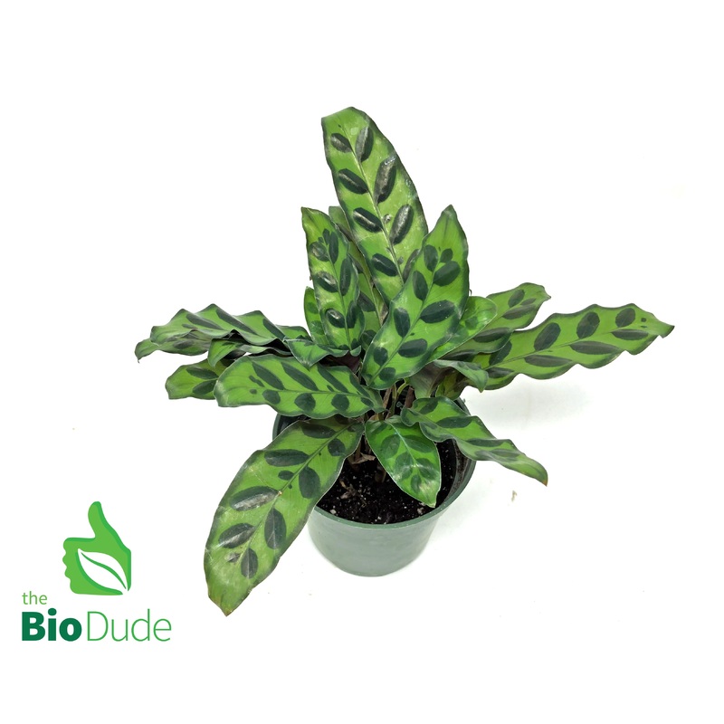 4 Pot Calathea Lancifolia
