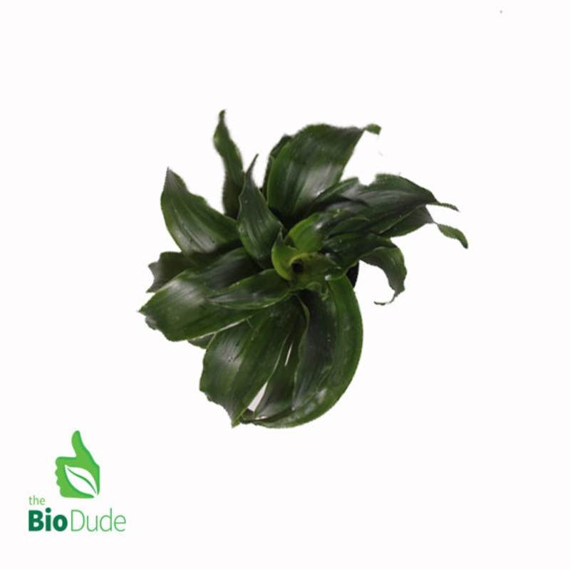 4 Pot Dracaena JC Compacta