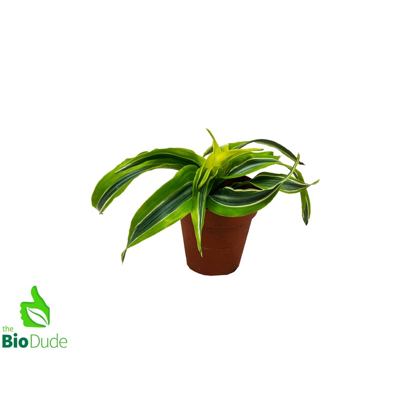 4 Pot Dracaena Lemon Surprise