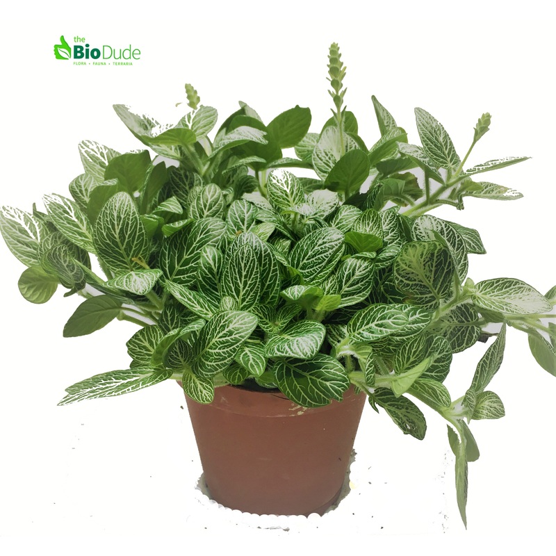 4 Pot Fittonia White