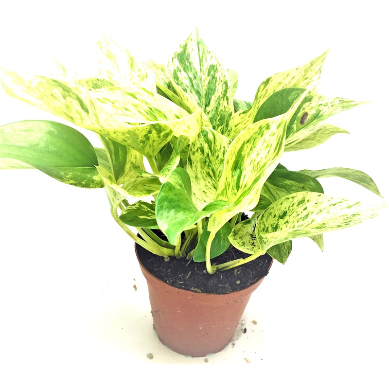 4 Pot Marble Queen Pothos