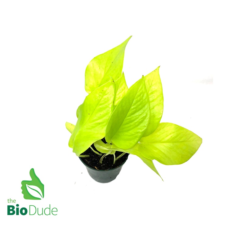 4 Pot Neon Pothos
