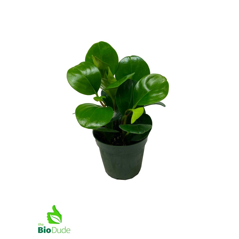 4 Pot Peperomia Green