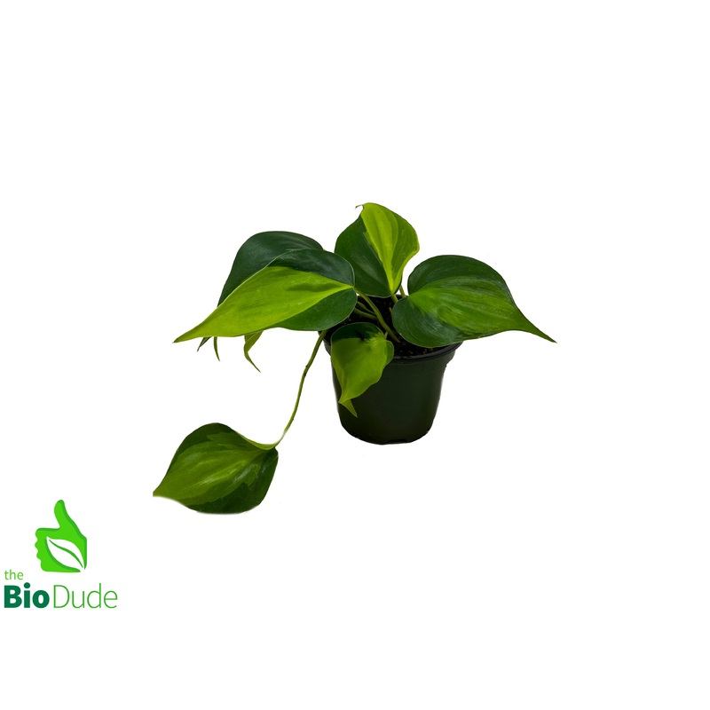 4 Pot Philodendron Brasil