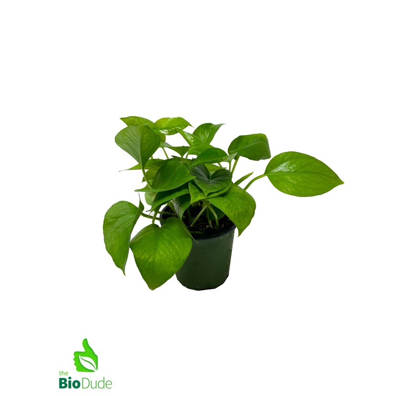 4 Pot Pothos Jade