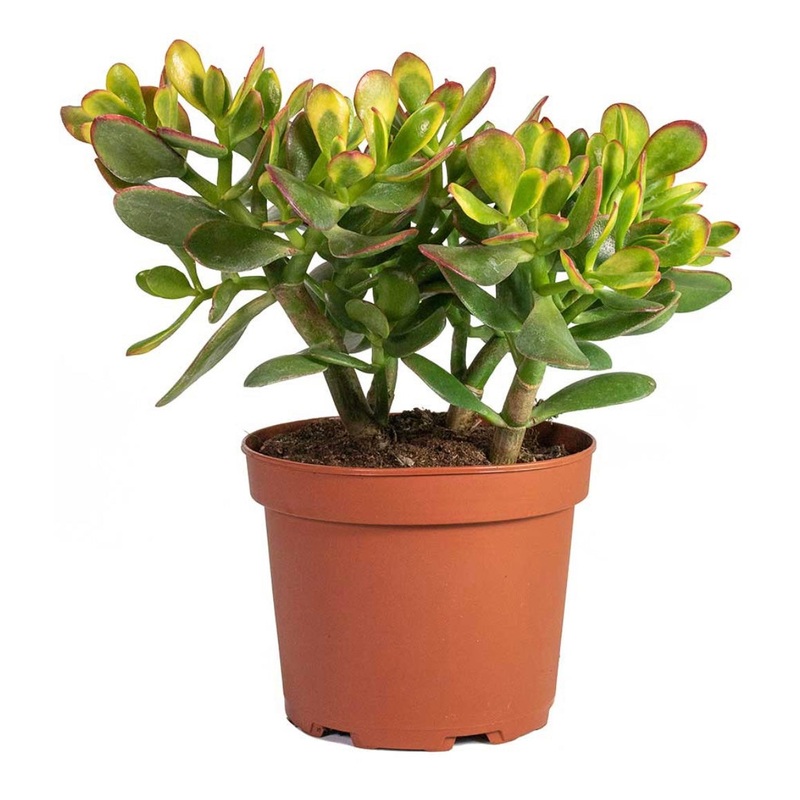 Crassula Ovata – Jade Plant, 12cm Pot