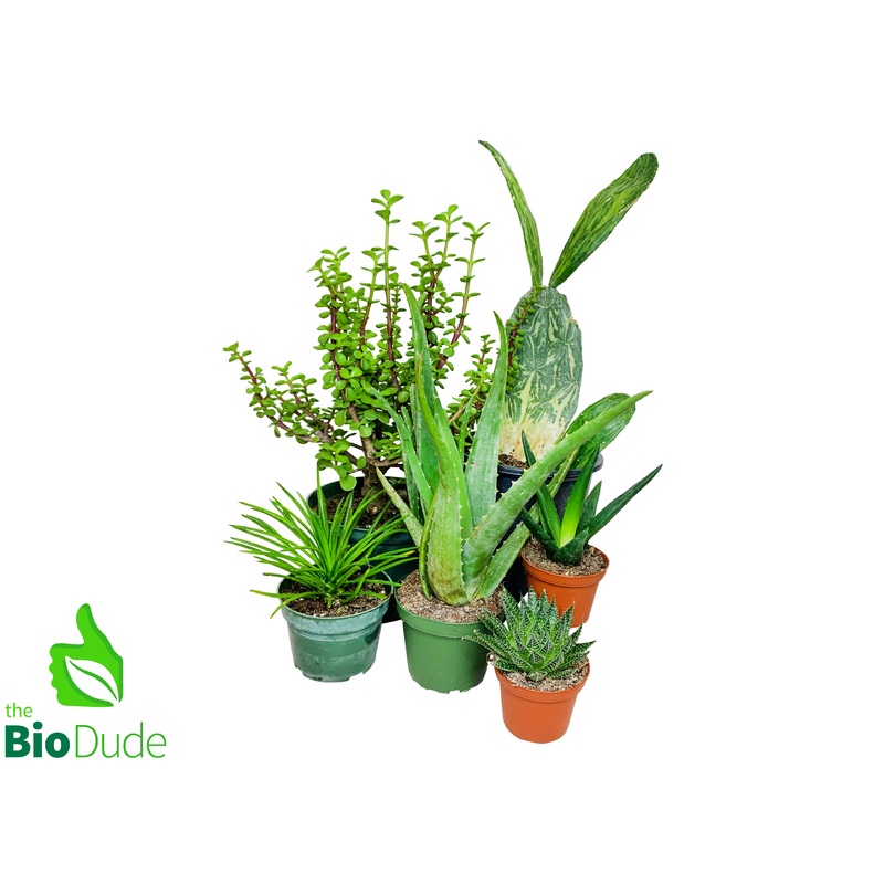 Herbivore Plant Pack