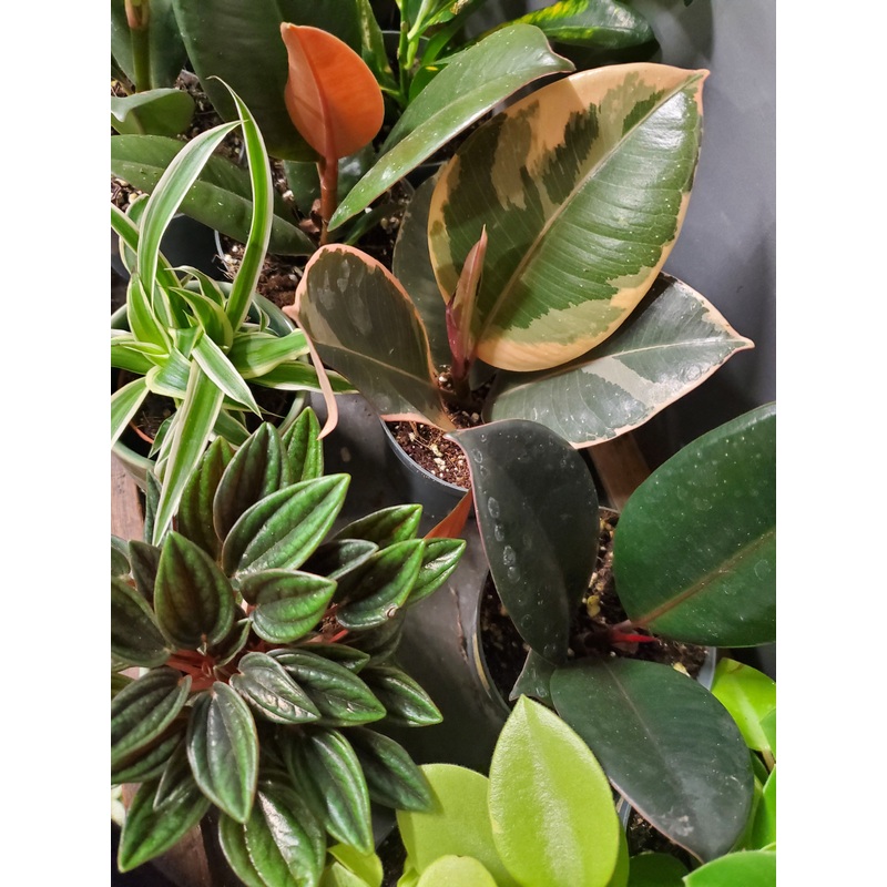 Mixed house plants, 12cm pot.