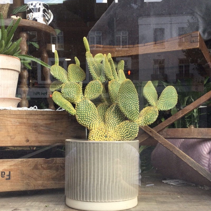 Opuntia Microdasis Mix, 17cm Pot