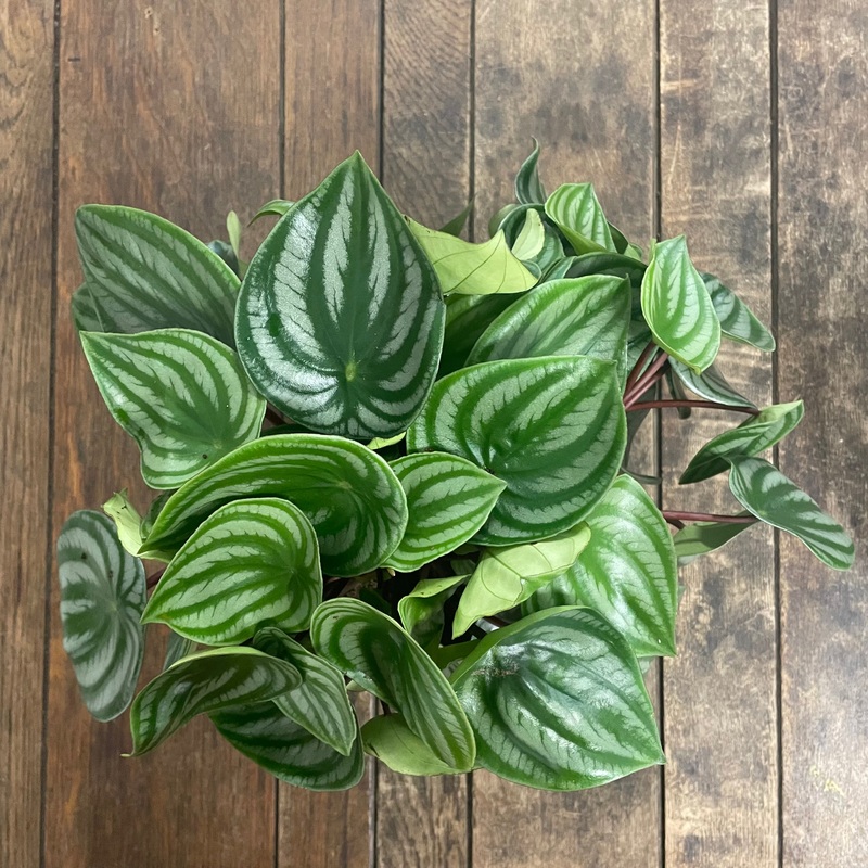 Peperomia Argyreia – Watermelon Peperomia, 17cm Pot