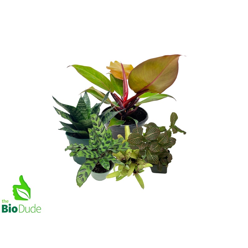 Red-Eyed Tree Frog Plant Pack V2